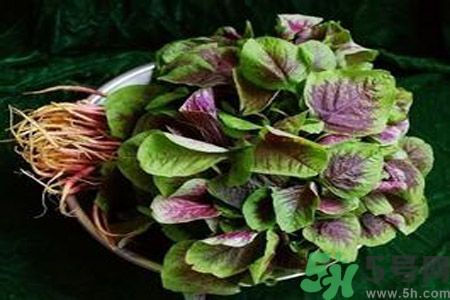 糖尿病可以吃莧菜嗎？糖尿病吃莧菜好嗎？