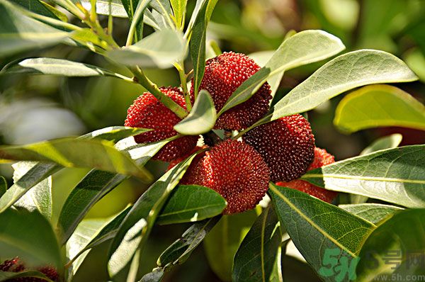吃楊梅時(shí)可以喝茶嗎？吃楊梅時(shí)喝茶有什么壞處？