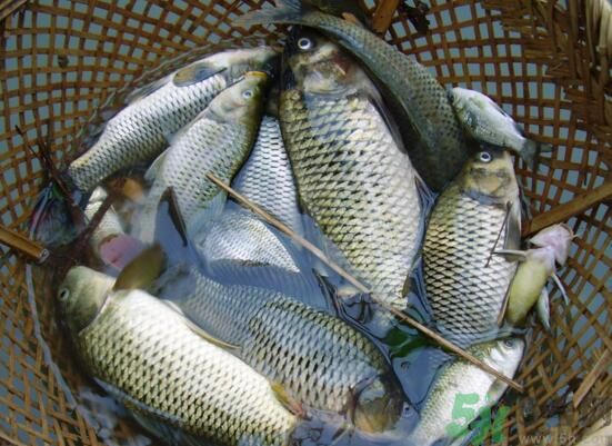魚能和萵苣一起煮嗎？魚可以和萵苣一起吃嗎？