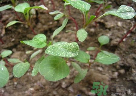 莧菜葉子上有白點是怎么回事？莧菜葉子上有白點可以吃嗎？