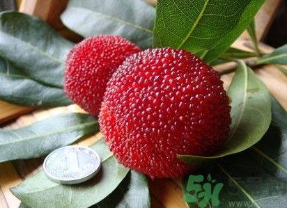 楊梅紅色好還是黑色好？楊梅顏色越深越好嗎？