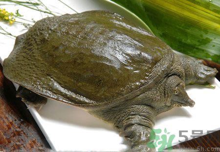 莧菜和甲魚一起吃會(huì)中毒嗎？吃了莧菜了甲魚怎么辦？