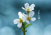 小滿喝什么茶？小滿喝什么茶好？