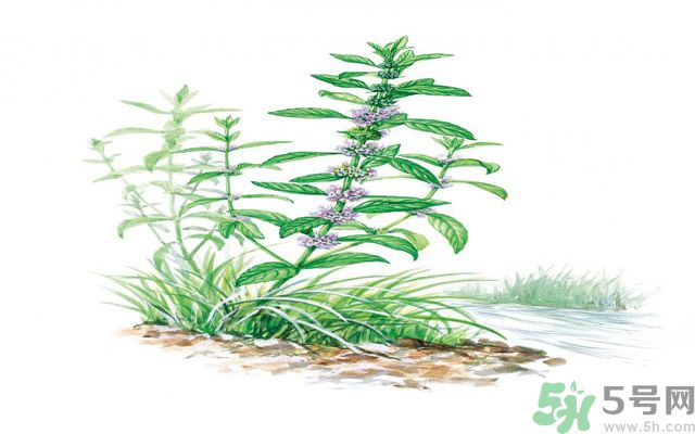 夏天吃薄荷可以解暑嗎？夏天怎么吃薄荷可以解暑？