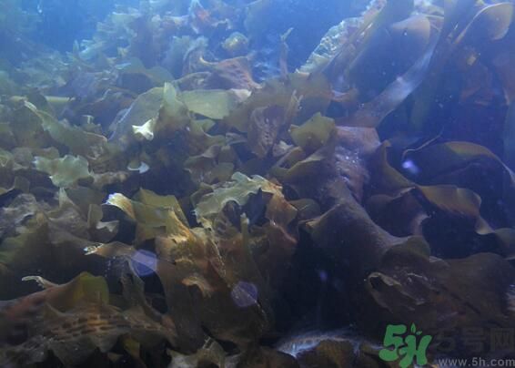 海帶綠色的好還是黃色的好？海帶綠色的比較好嗎？
