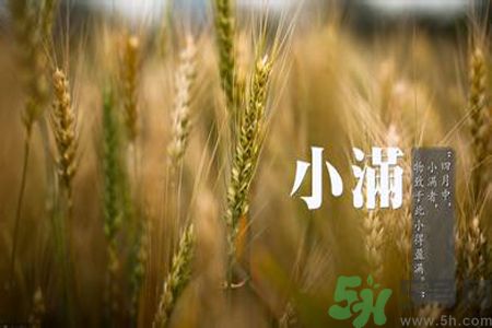 小滿喝什么茶？小滿喝什么茶好？