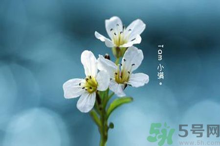 小滿喝什么茶？小滿喝什么茶好？