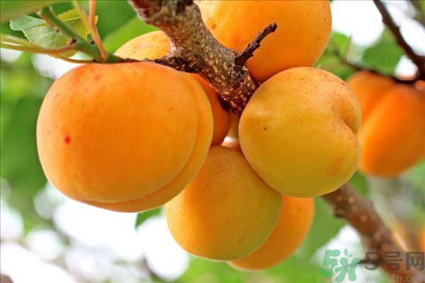 李子皮能吃嗎？李子皮的功效作用