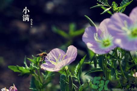 小滿養(yǎng)生要注意什么？小滿養(yǎng)生注意事項