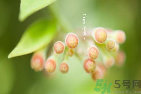 小滿為什么要吃苦？適合小滿吃的苦菜