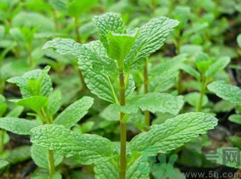 薄荷有什么功效？薄荷的攻效是什么？