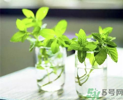 薄荷茶可以降火嗎？喝薄荷茶能降火嗎