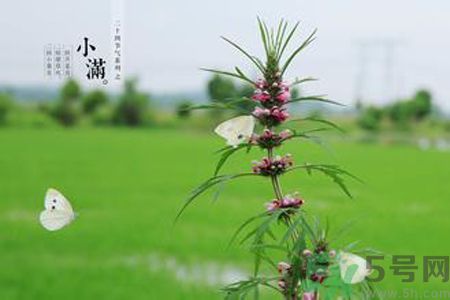 為什么小滿濕氣重？小滿怎么除濕氣？