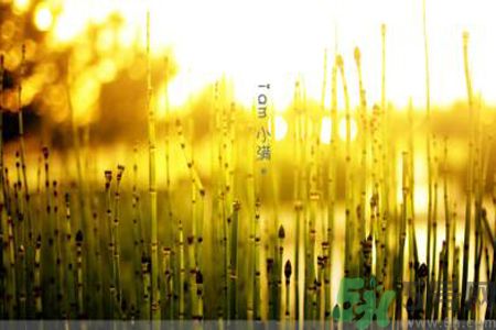 為什么小滿濕氣重？小滿怎么除濕氣？