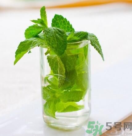  孕婦可以喝薄荷茶嗎？孕婦能喝薄荷泡的茶嗎？