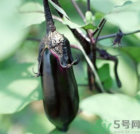 吃茄子會(huì)長(zhǎng)胖嗎？茄子卡路里高嗎？