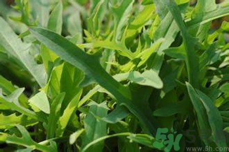 哺乳期可以吃苦菜嗎？哺乳期吃苦菜奶水會(huì)變苦嗎？