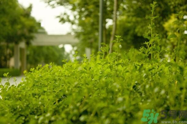 蚊子叮的包過幾天又癢是為什么？蚊子叮的包過幾天又癢怎么辦？