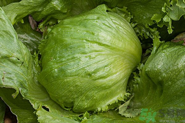 生菜和雞蛋能一起吃嗎？生菜和雞蛋一起怎么做？