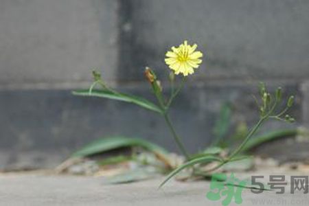 怎么挑選苦菜？挑選苦菜的方法有哪些？