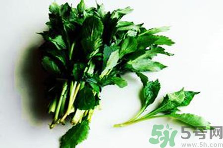 怎么挑選苦菜？挑選苦菜的方法有哪些？