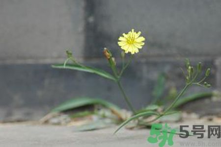 皮膚過(guò)敏可以吃苦菜嗎？吃苦菜會(huì)皮膚過(guò)敏嗎？