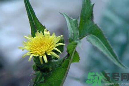 皮膚過敏可以吃苦菜嗎？吃苦菜會皮膚過敏嗎？