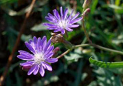 紫花苦菜和黃花苦菜哪個好？紫花苦菜和黃花苦菜有什么區(qū)別？