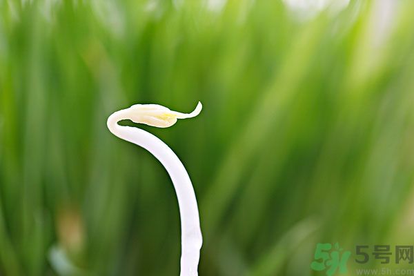 綠豆芽有什么功效？綠豆芽的功效是什么？