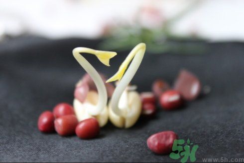 紅豆可以發(fā)豆芽嗎？紅豆芽可以吃嗎？