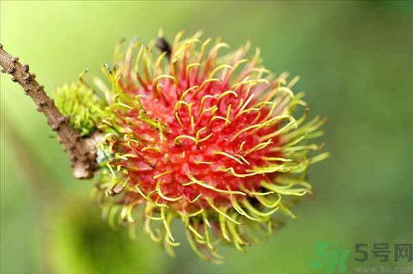 孕婦可以吃紅毛丹嗎？孕婦吃紅毛丹好嗎？