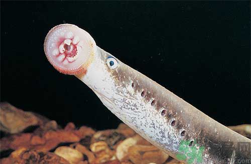 英吸血鬼魚暴增 什么是吸血鬼魚？