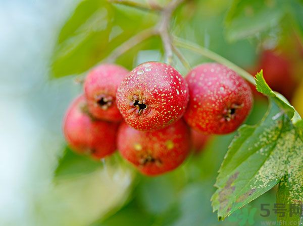 尿酸高能吃山楂嗎？痛風(fēng)能吃山楂嗎？
