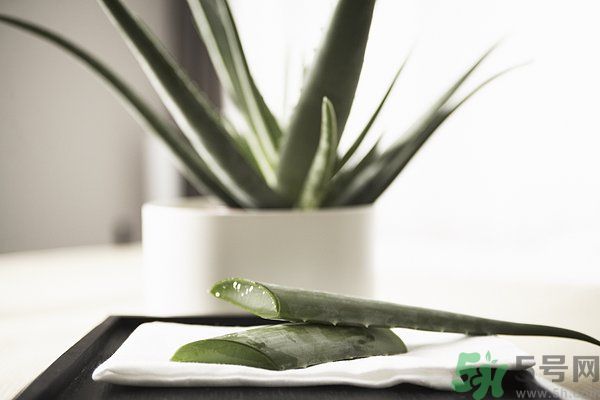 蘆薈怎么做好吃？蘆薈的做法有哪些？