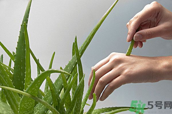 蘆薈是涼性的嗎？蘆薈是涼性還是熱性？