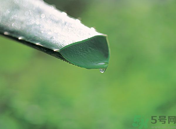 孕婦可以用蘆薈汁搽臉嗎？孕婦可以涂抹蘆薈汁嗎？