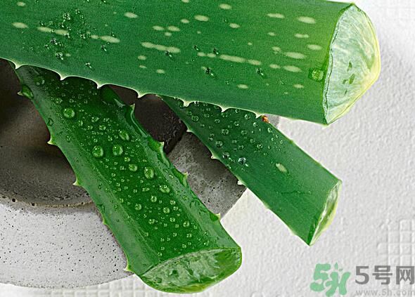 夏天吃蘆薈可以降火嗎？夏天吃蘆薈能清火嗎？