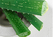 蘆薈是發(fā)物嗎？蘆薈是不是發(fā)物？