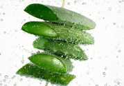 夏天吃蘆薈可以降火嗎？夏天吃蘆薈能清火嗎？