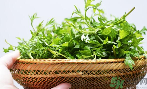 菖蒲是艾葉嗎？菖蒲是什么？