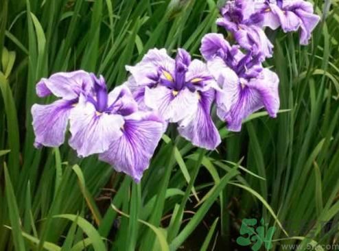 什么樣的菖蒲好？怎樣選購菖蒲？