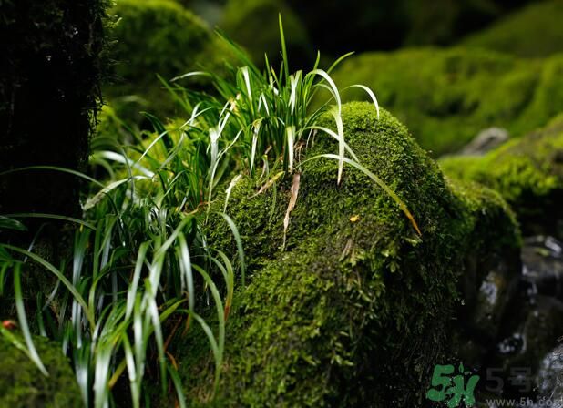 什么樣的菖蒲好？怎樣選購菖蒲？