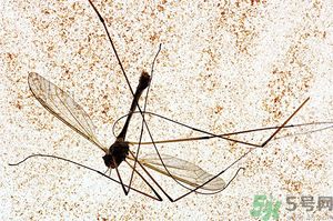 蚊子討厭什么氣味？蚊子討厭什么顏色？