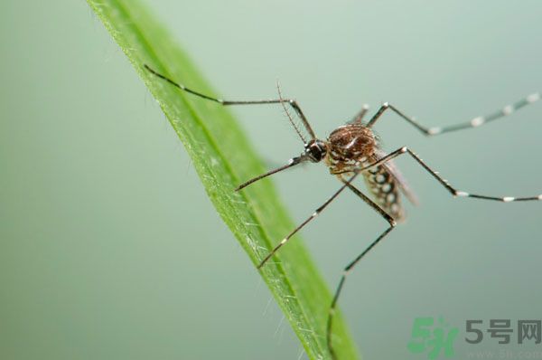 蚊子討厭什么氣味？蚊子討厭什么顏色？