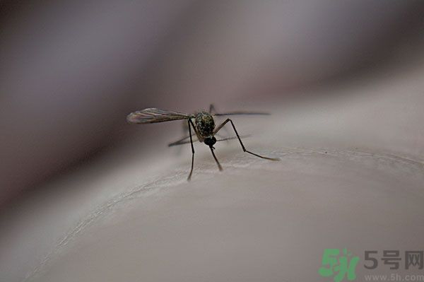 蚊子討厭什么氣味？蚊子討厭什么顏色？