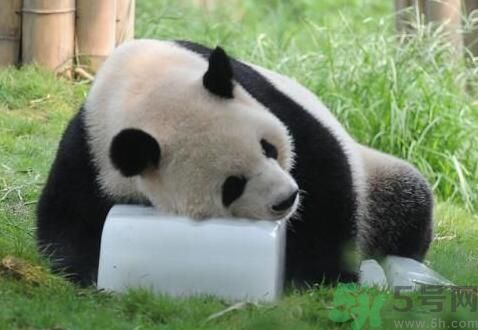 中暑可以吃水果嗎？中暑吃什么水果好？