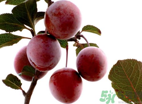 李子可以放冰箱嗎？李子應(yīng)該怎樣保存？