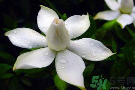 梔子花可以美容嗎？梔子花怎樣美容？