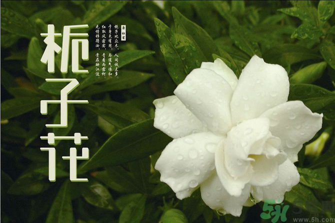 梔子花可以美容嗎？梔子花怎樣美容？