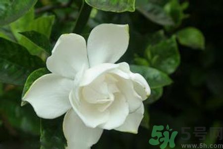 梔子花可以減肥嗎？梔子花怎么減肥？